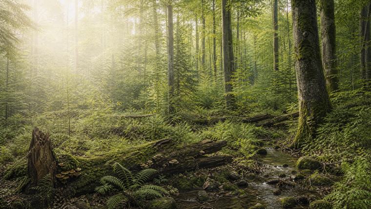 Naturnaher Mischwald – die Herkunft, die am Ende jeder Lieferkette steht.