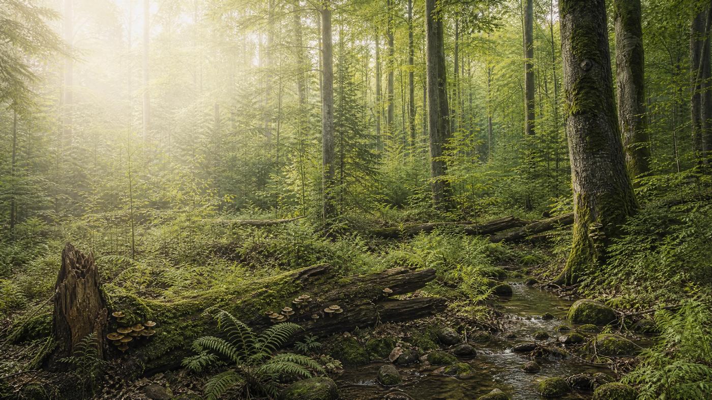 Naturnaher Mischwald – die Herkunft, die am Ende jeder Lieferkette steht.